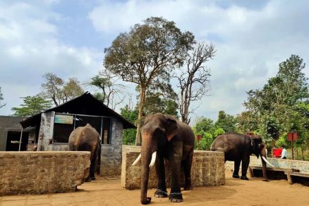 Dubare Elephant Camp - Mangalore Tempo Traveller